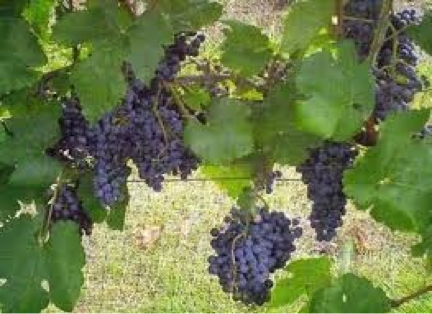 Black Spanish (Lenoir) grapes