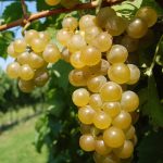 Vidal Blanc CL1 1 - Certified-OR
