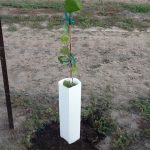 Vine Shelter 20" Box 100