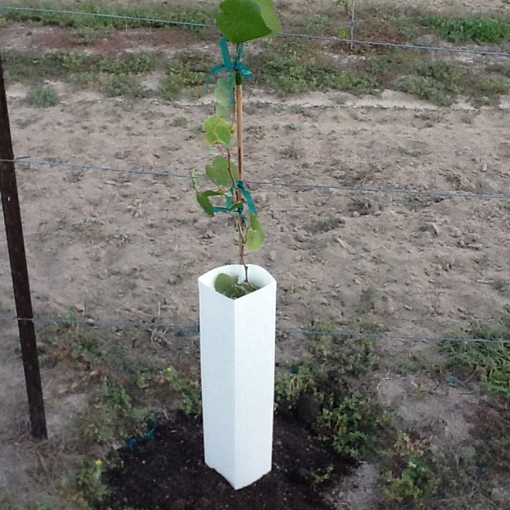 Vine Shelter 20" Box 100