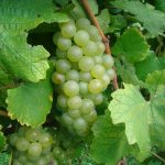 Chardonnay FPS 70.1 Certified Grafted/1103P