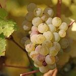 Riesling Emerald