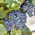 Malbec CL9.1grafted certified/1103P