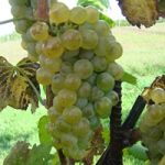 Albarino Grape