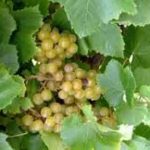 Blanc Du Bois grapes