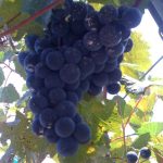 Lomanto grapes