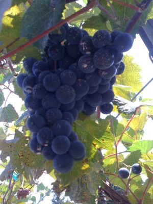 Lomanto grapes