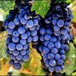 Merlot CL03 grapes