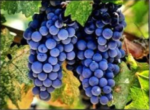 Merlot CL03 grapes