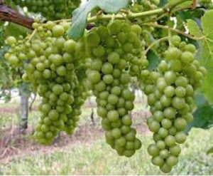 Pinot Blanc grapes