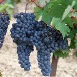 Tempranillo grapes