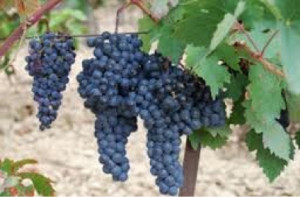 Tempranillo grapes