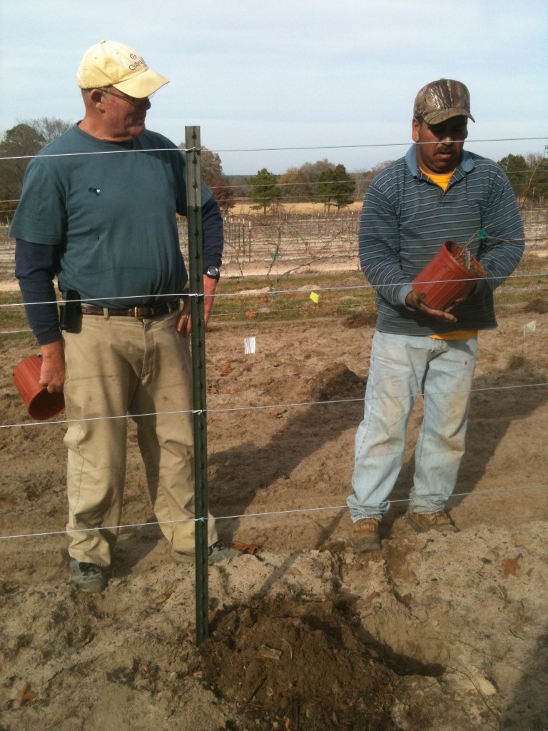 Installation The Art and Science of Planting Vineyards Fairhaven