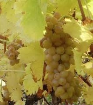 Muscat Blanc grapes
