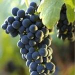 Shiraz (Syrah) grapes