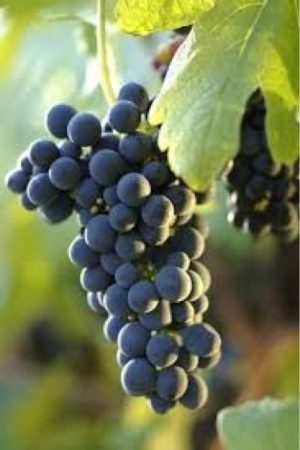 Shiraz (Syrah) grapes