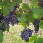 Black Spanish (Lenoir) grapes