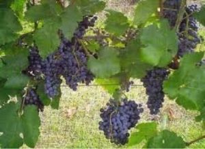 Black Spanish (Lenoir) grapes