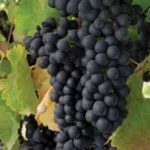 Black Spanish grapes