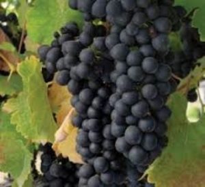 Black Spanish grapes