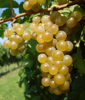 Vidal Blanc CL1 1 - Certified-OR