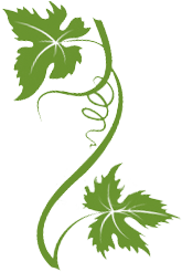 Grape vine illustration