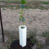 Vine Shelter 20" Box 100
